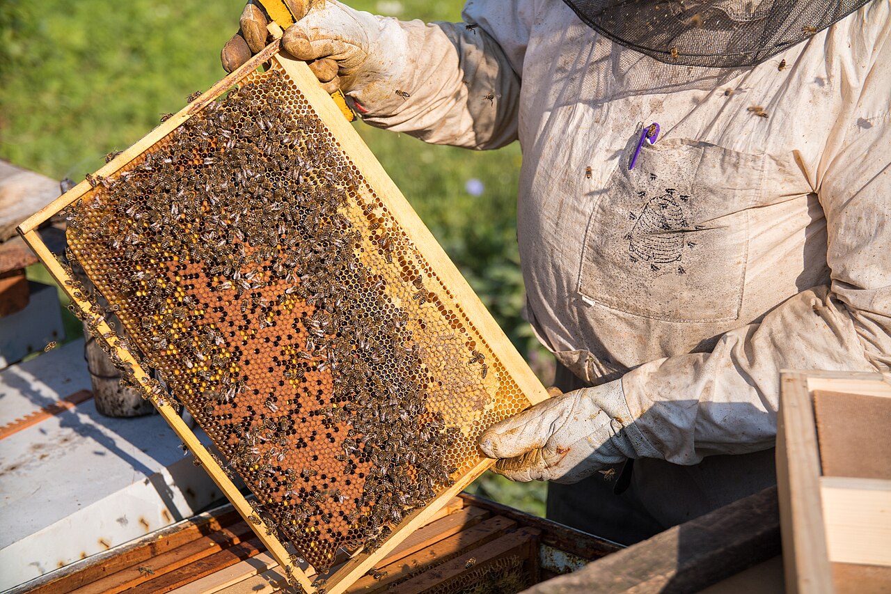 Cadre de ruche couvert d'abeilles